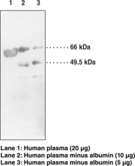 LCAT Polyclonal Antibody