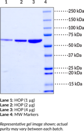 HOP (human recombinant)