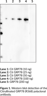 Citrullinated GRP78 (R368) Polyclonal Antibody