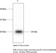 TFAM Polyclonal Antibody